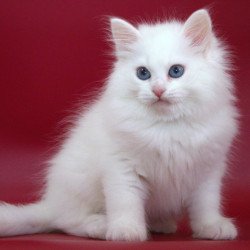 Siberian NOV George
