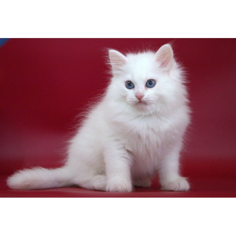 Siberian NOV George