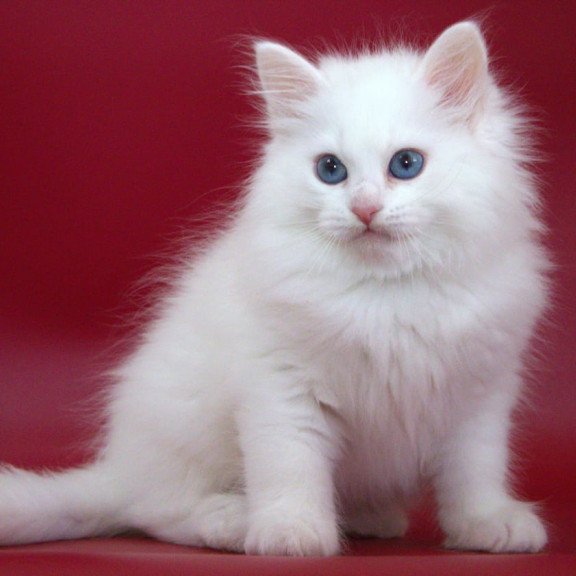 Siberian NOV George