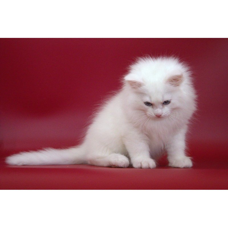 Siberian NOV George