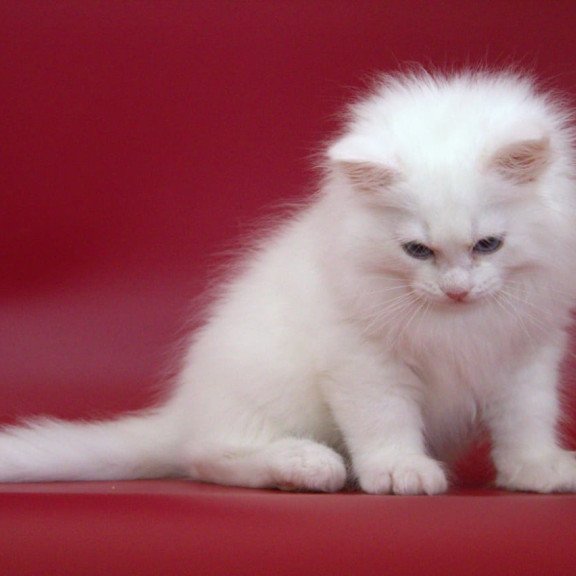 Siberian NOV George