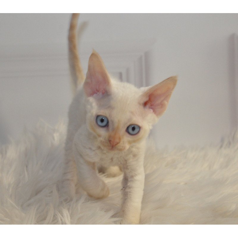 Devon Rex NOV Armaf
