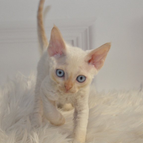 Devon Rex NOV Armaf