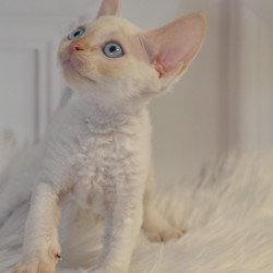 Devon Rex NOV Armaf