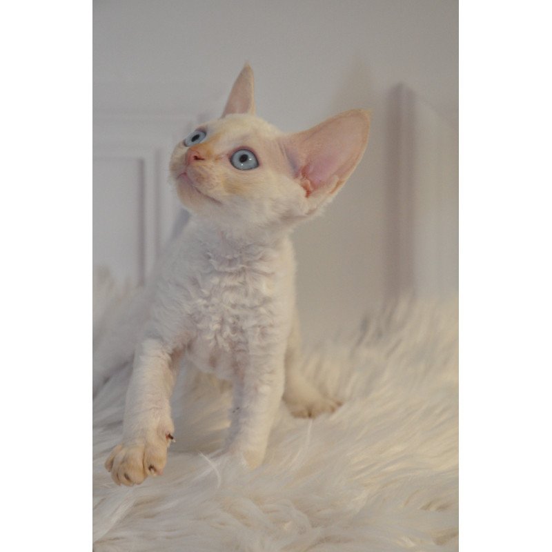 Devon Rex NOV Armaf