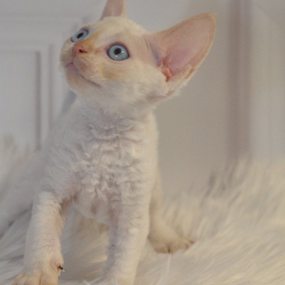 Devon Rex NOV Armaf