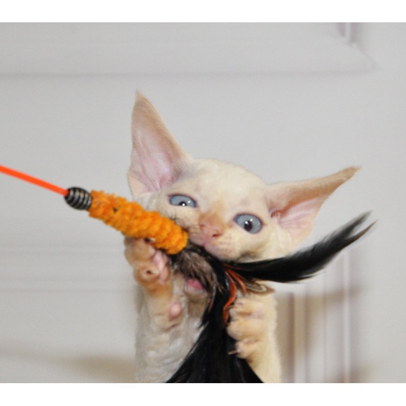 Devon Rex NOV Armaf