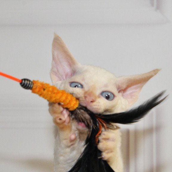 Devon Rex NOV Armaf