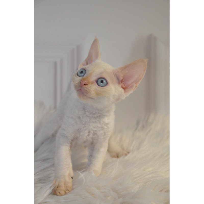 Devon Rex NOV Armaf