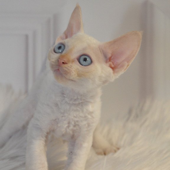 Devon Rex NOV Armaf