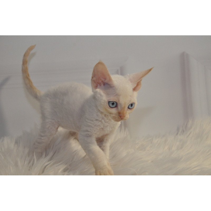 Devon Rex NOV Armaf