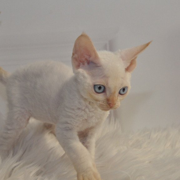 Devon Rex NOV Armaf
