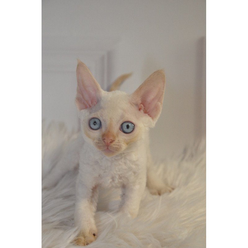 Devon Rex NOV Armaf
