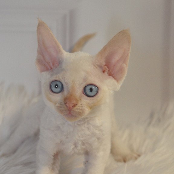 Devon Rex NOV Armaf