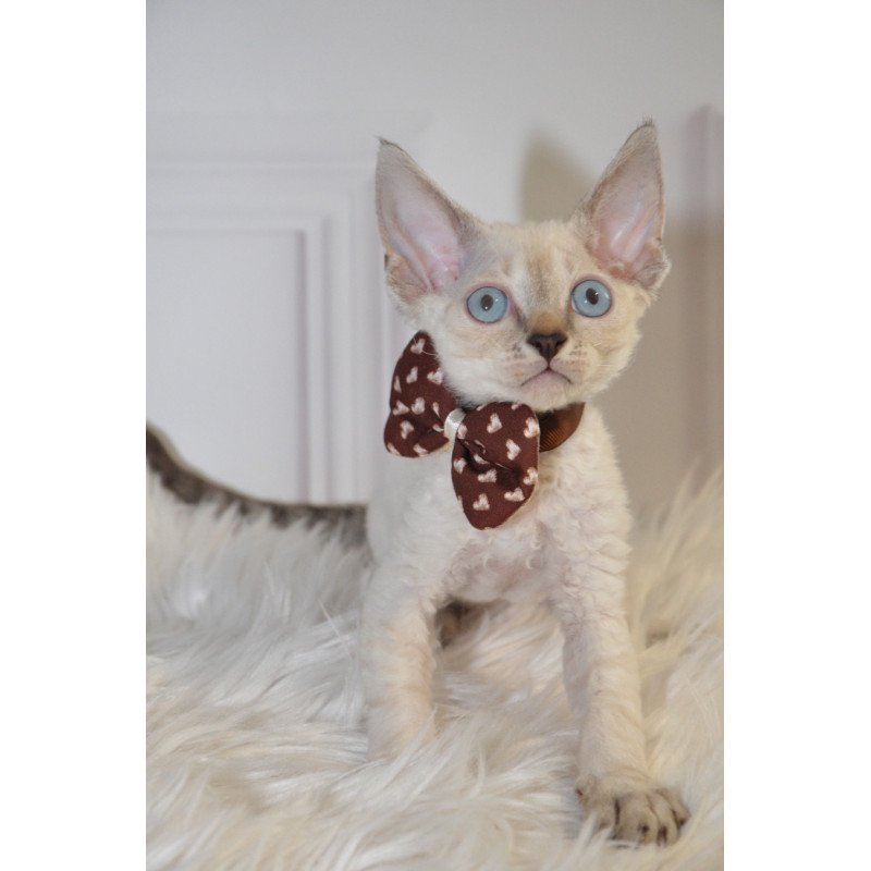Devon Rex NOV Alex