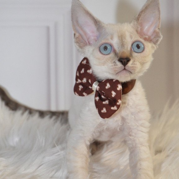 Devon Rex NOV Alex