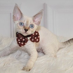 Devon Rex NOV Alex