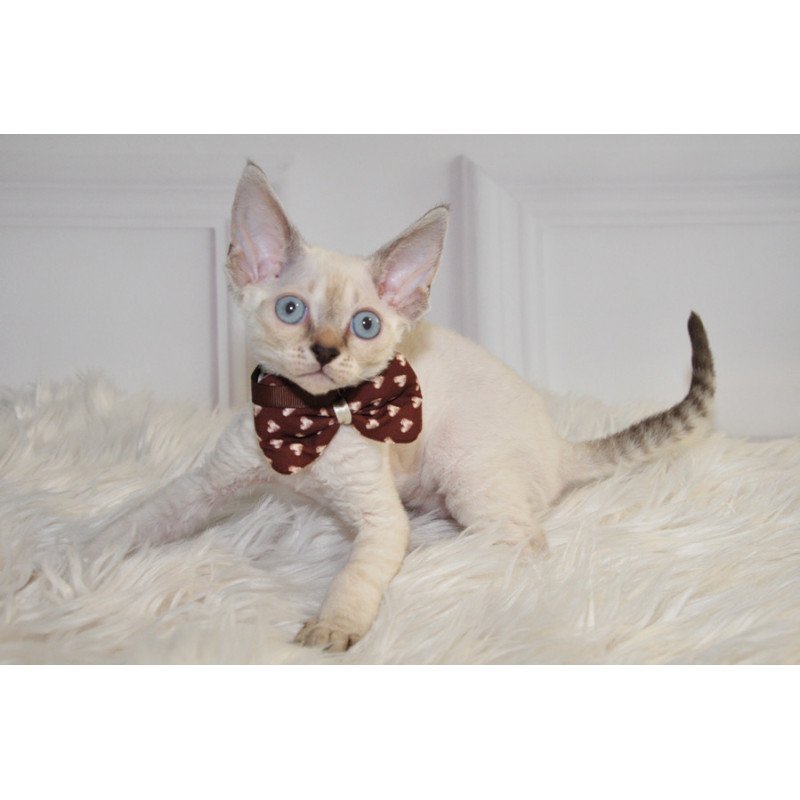 Devon Rex NOV Alex