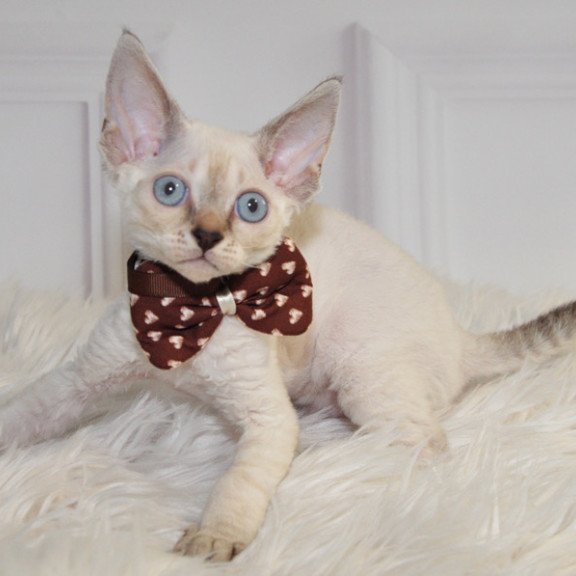 Devon Rex NOV Alex