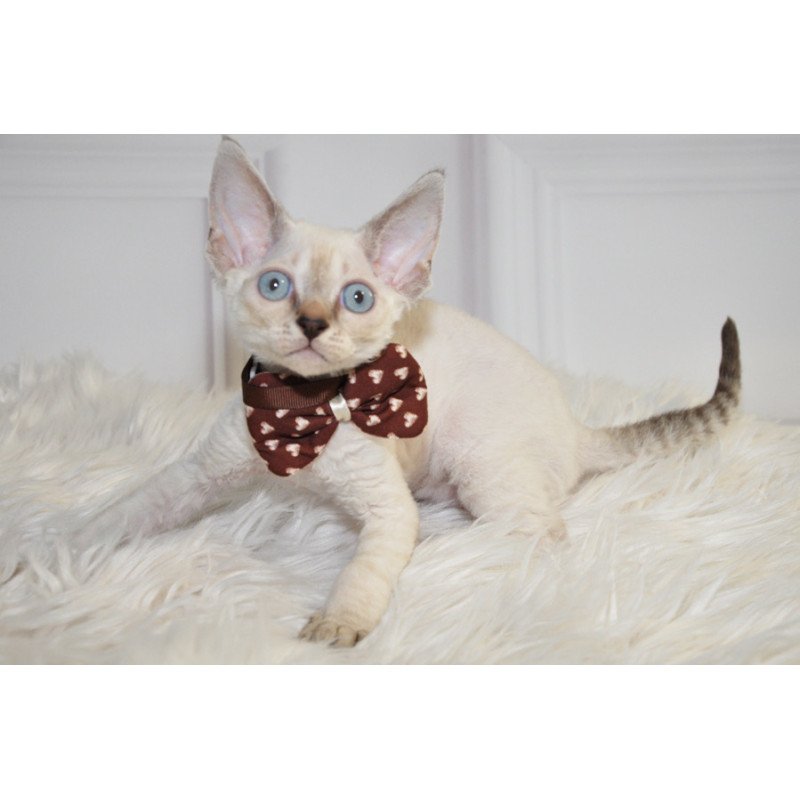Devon Rex NOV Alex