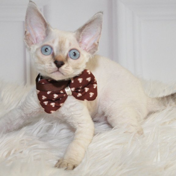 Devon Rex NOV Alex