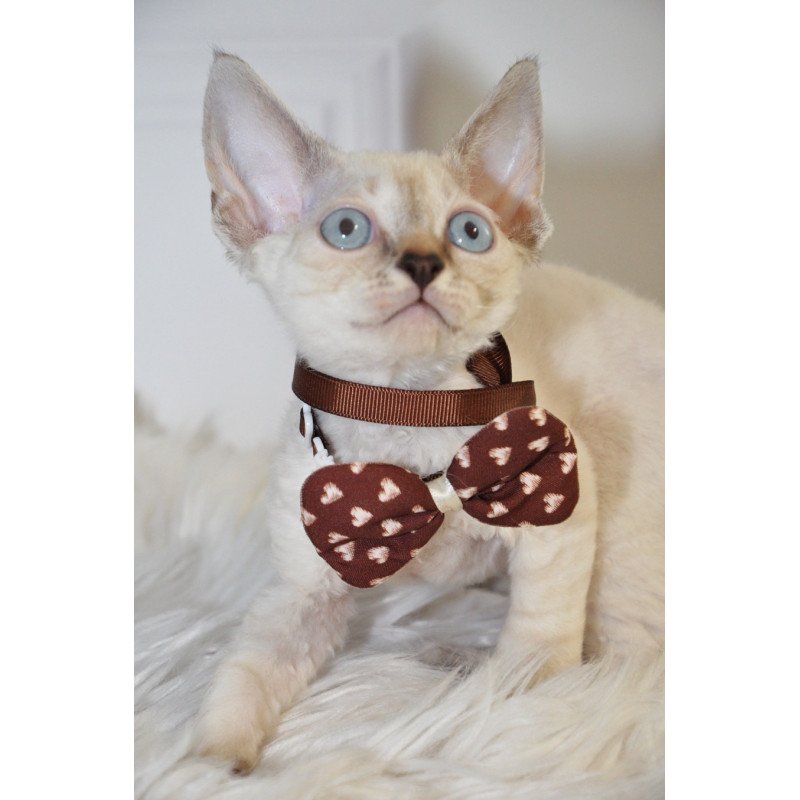 Devon Rex NOV Alex