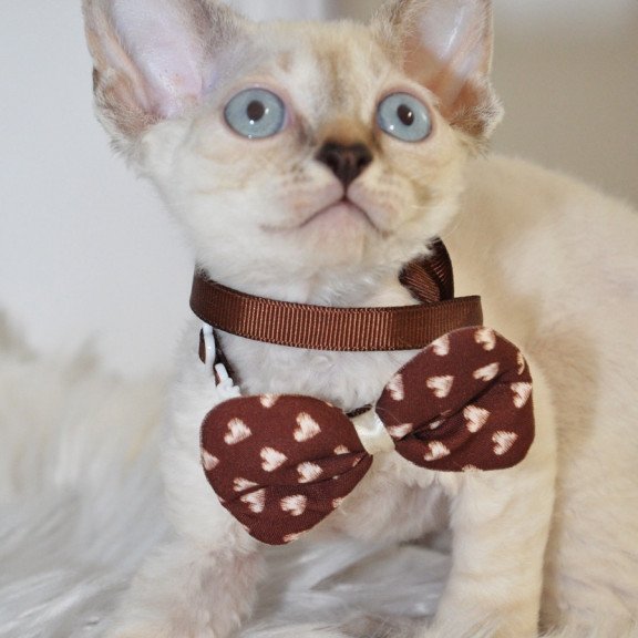 Devon Rex NOV Alex
