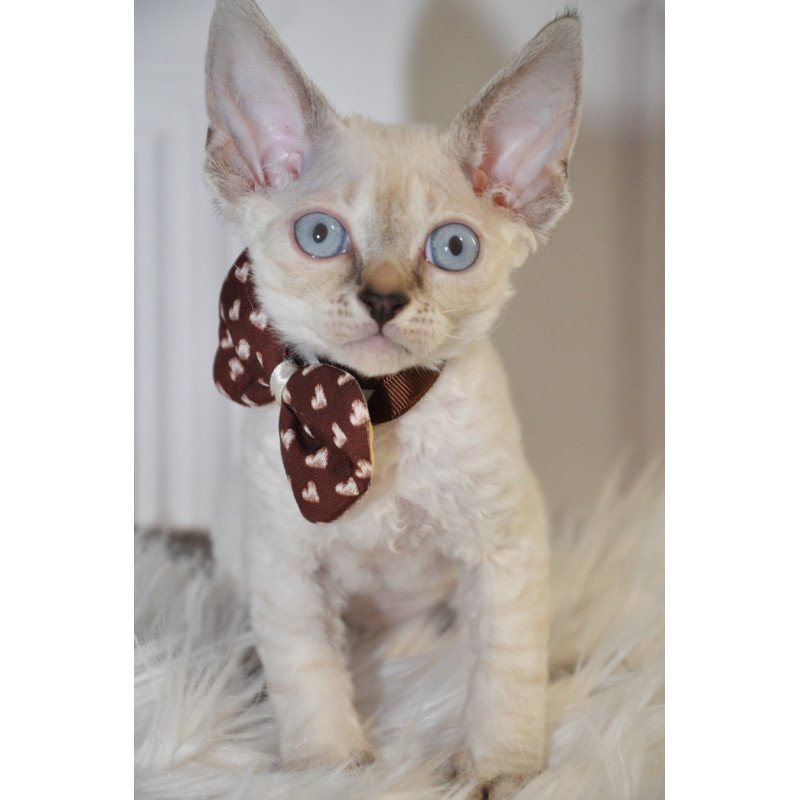 Devon Rex NOV Alex