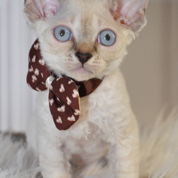 Devon Rex NOV Alex
