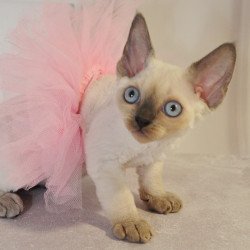 Devon Rex NOV Agatha