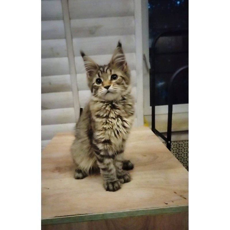 Maine Coon NOV Yesenia