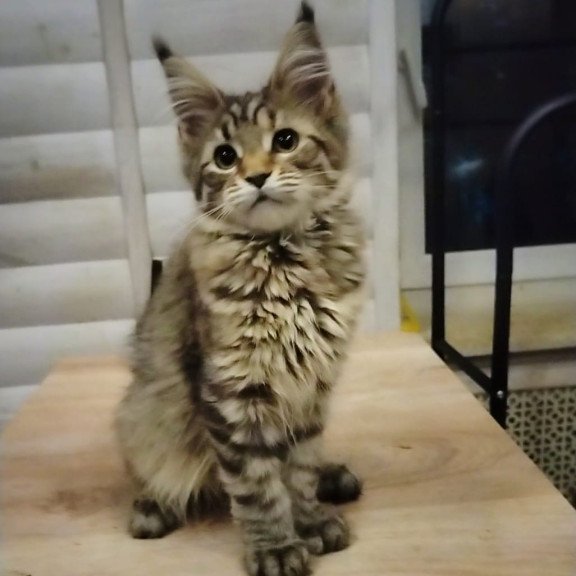 Maine Coon NOV Yesenia