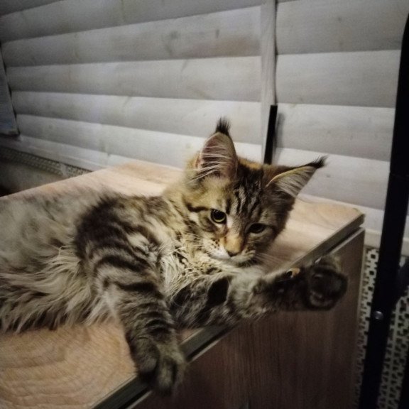 Maine Coon NOV Yesenia