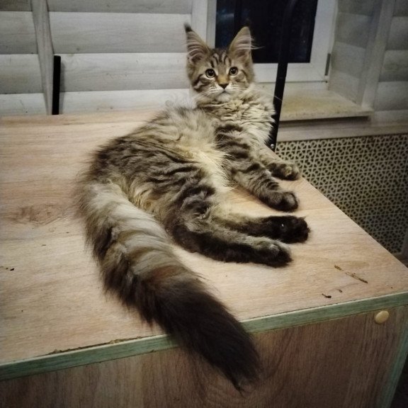 Maine Coon NOV Yesenia