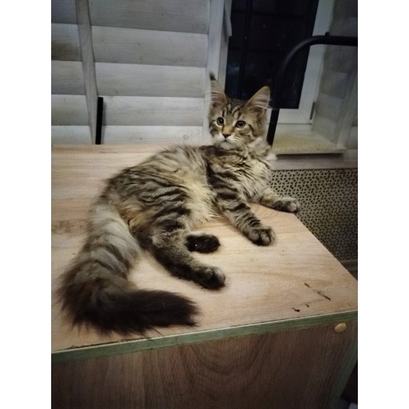 Maine Coon NOV Yesenia