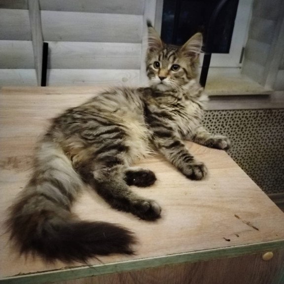 Maine Coon NOV Yesenia