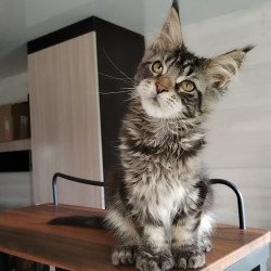 Maine Coon NOV Yvaine...