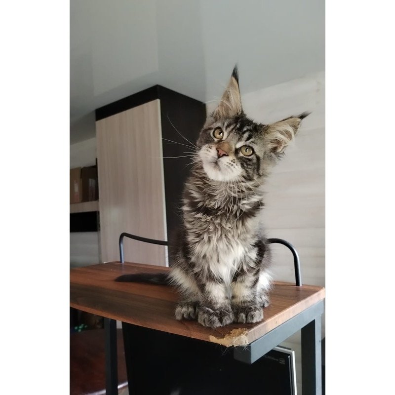 Maine Coon NOV Yvaine Polydactyl