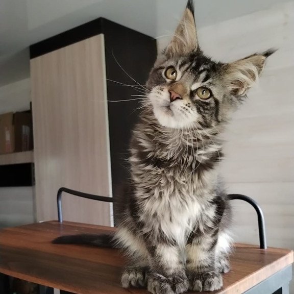 Maine Coon NOV Yvaine Polydactyl