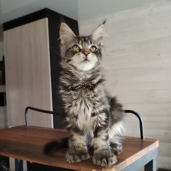 Maine Coon NOV Yvaine...