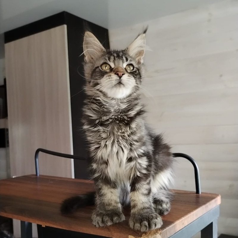 Maine Coon NOV Yvaine Polydactyl