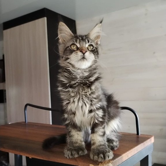Maine Coon NOV Yvaine Polydactyl