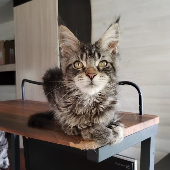 Maine Coon NOV Yvaine Polydactyl
