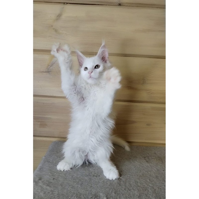 Maine Coon NOV Yuki Polydactyl