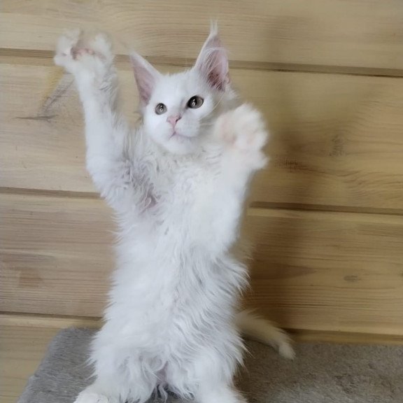 Maine Coon NOV Yuki Polydactyl