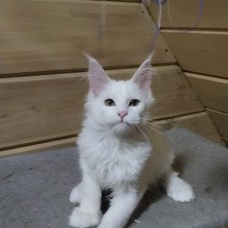 Maine Coon NOV Yuki Polydactyl