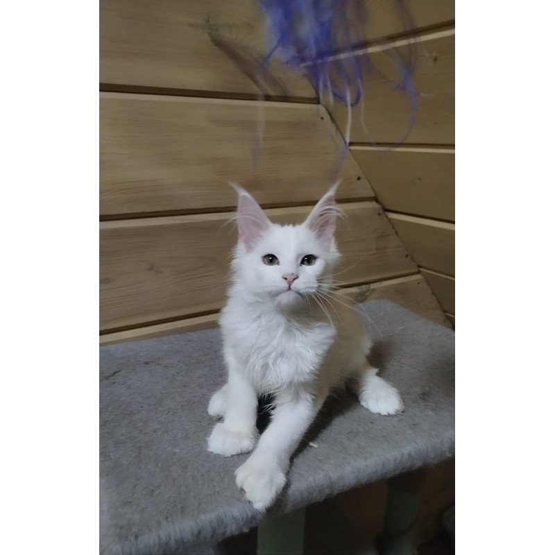 Maine Coon NOV Yuki Polydactyl