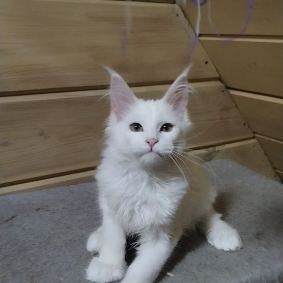 Maine Coon NOV Yuki Polydactyl