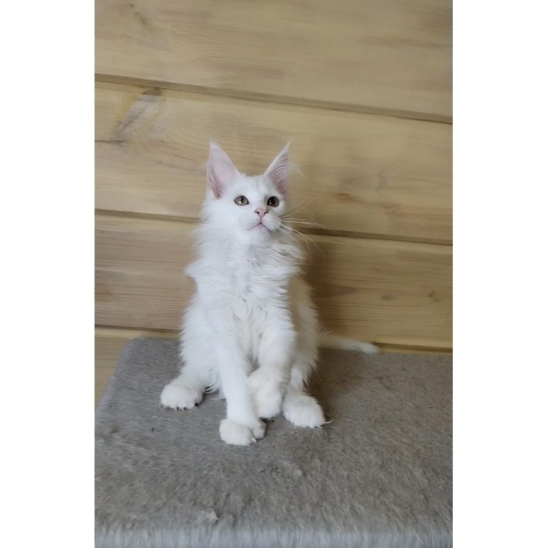 Maine Coon NOV Yuki Polydactyl