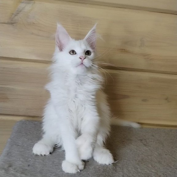 Maine Coon NOV Yuki Polydactyl